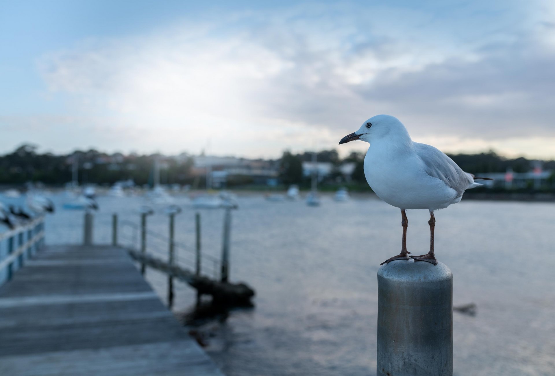 Explore Mollymook, Milton and Ulladulla